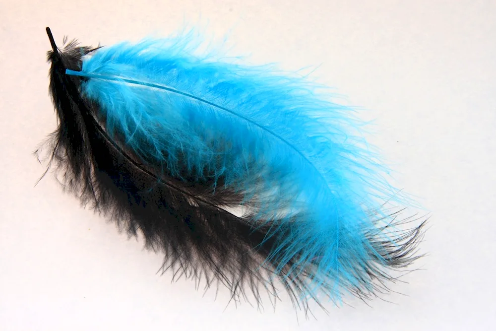 Bird feathers