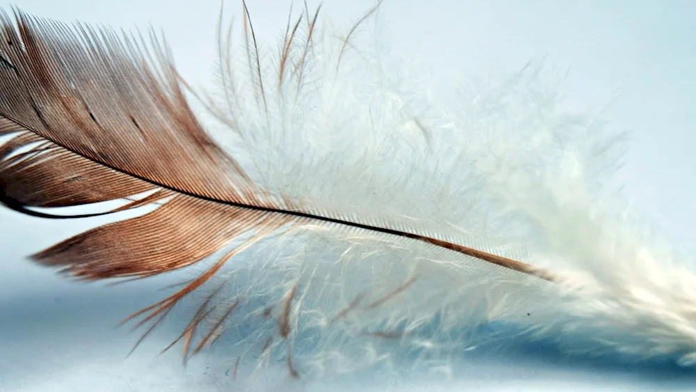 Bird feathers