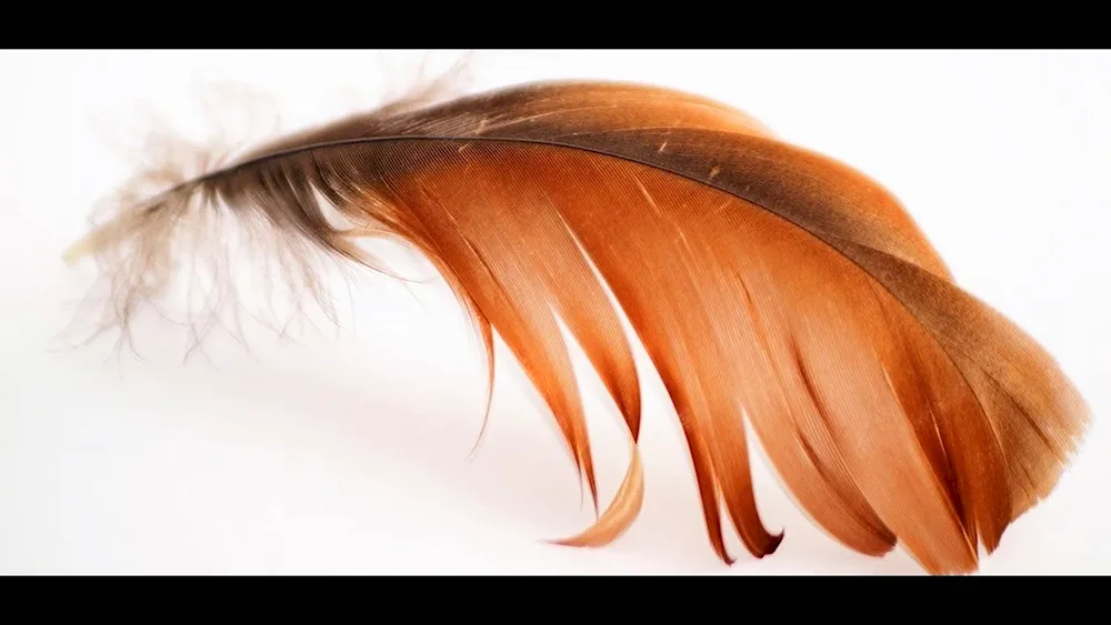 Long feathers