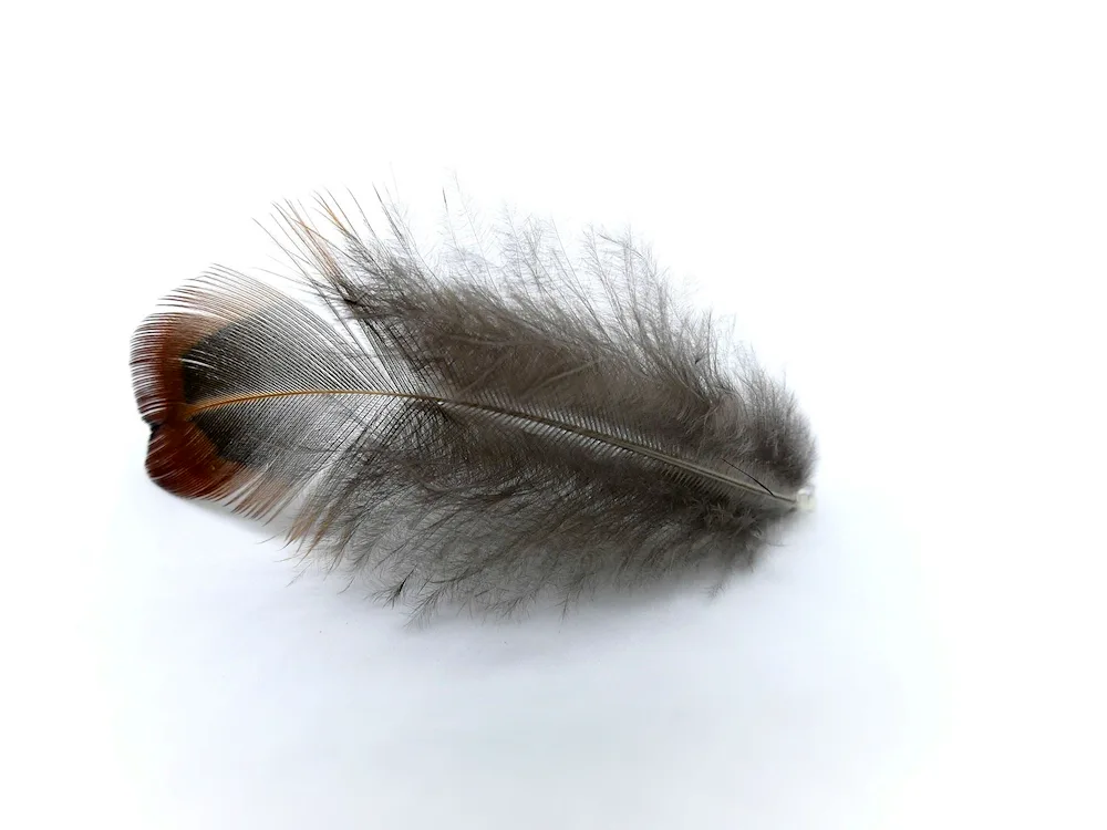 Bird feathers