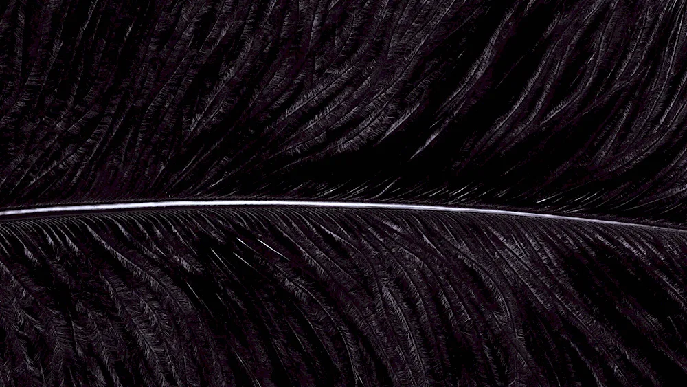 Bird feathers