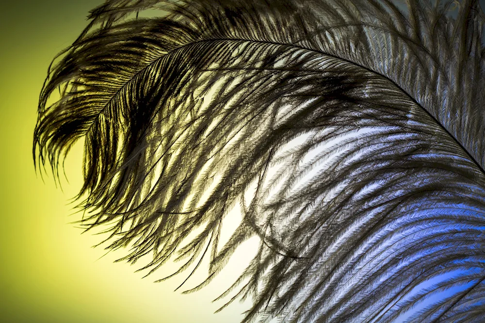 Purple feathers