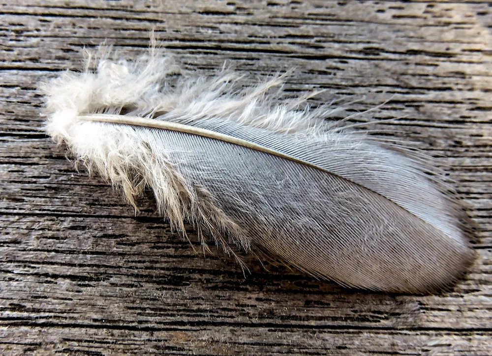 Sparrow feathers