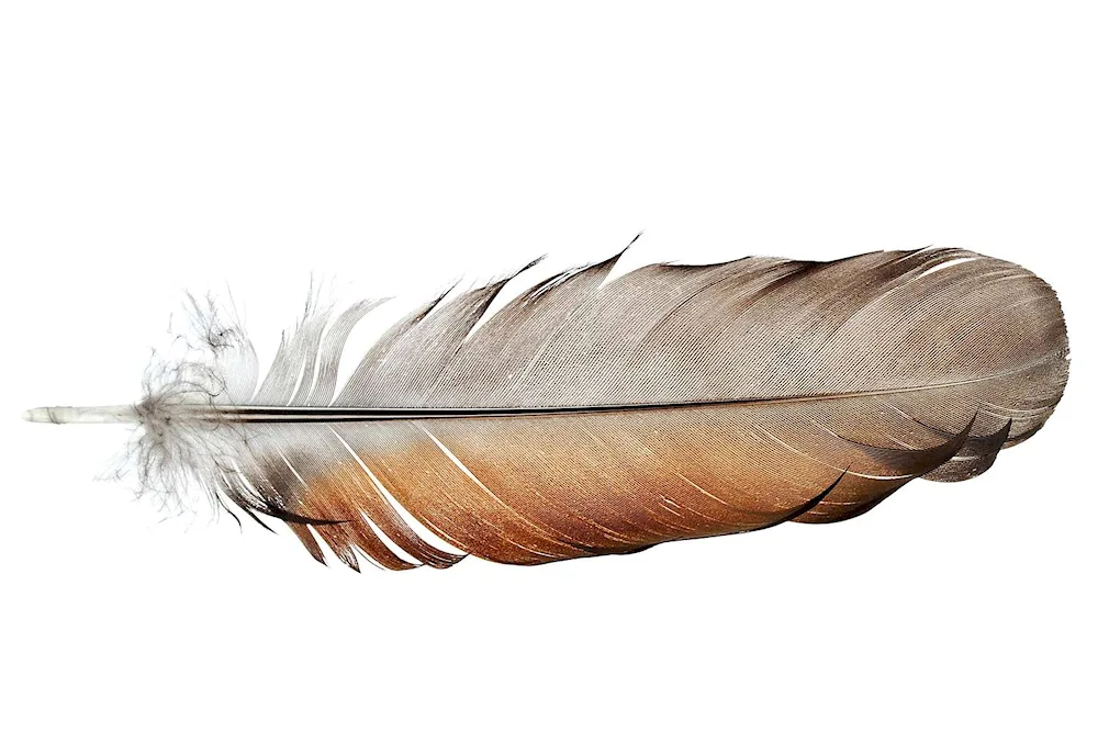 Bird feathers