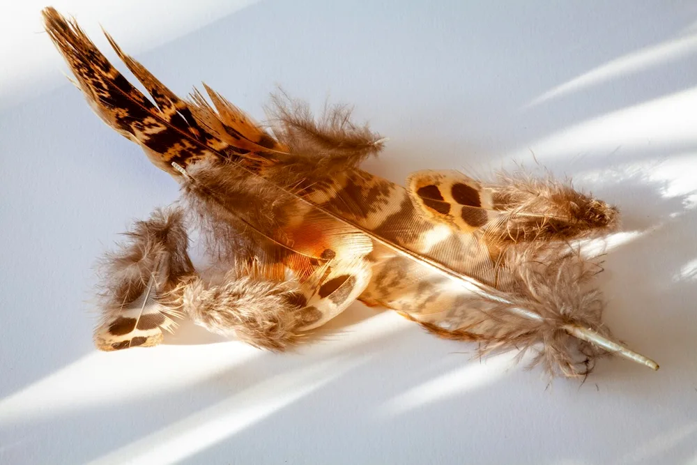 Sparrow feathers