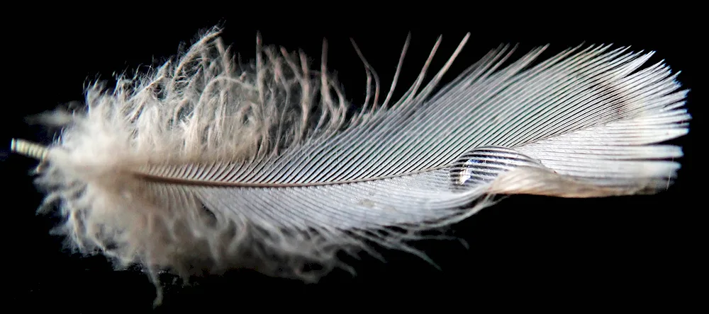 Pretty feathers
