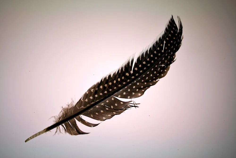 Bird feathers
