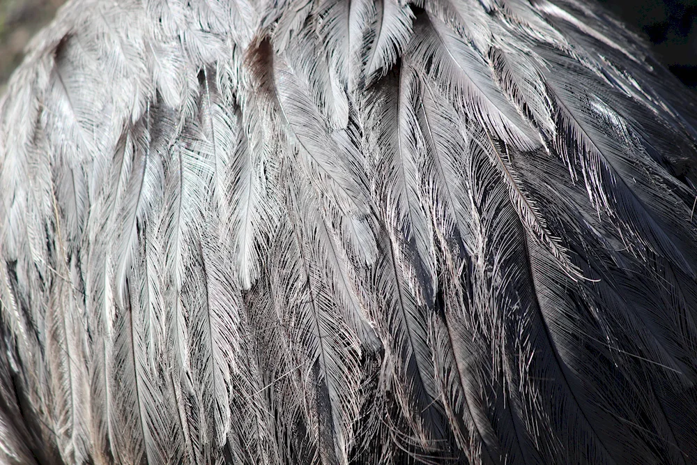 Feathers texture