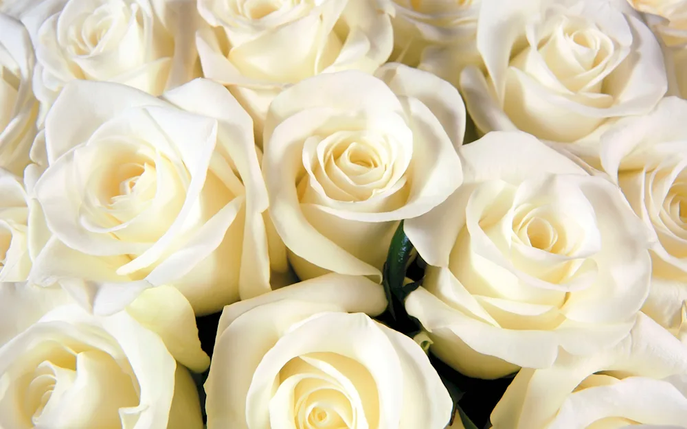 Pearl Avalanche Rose