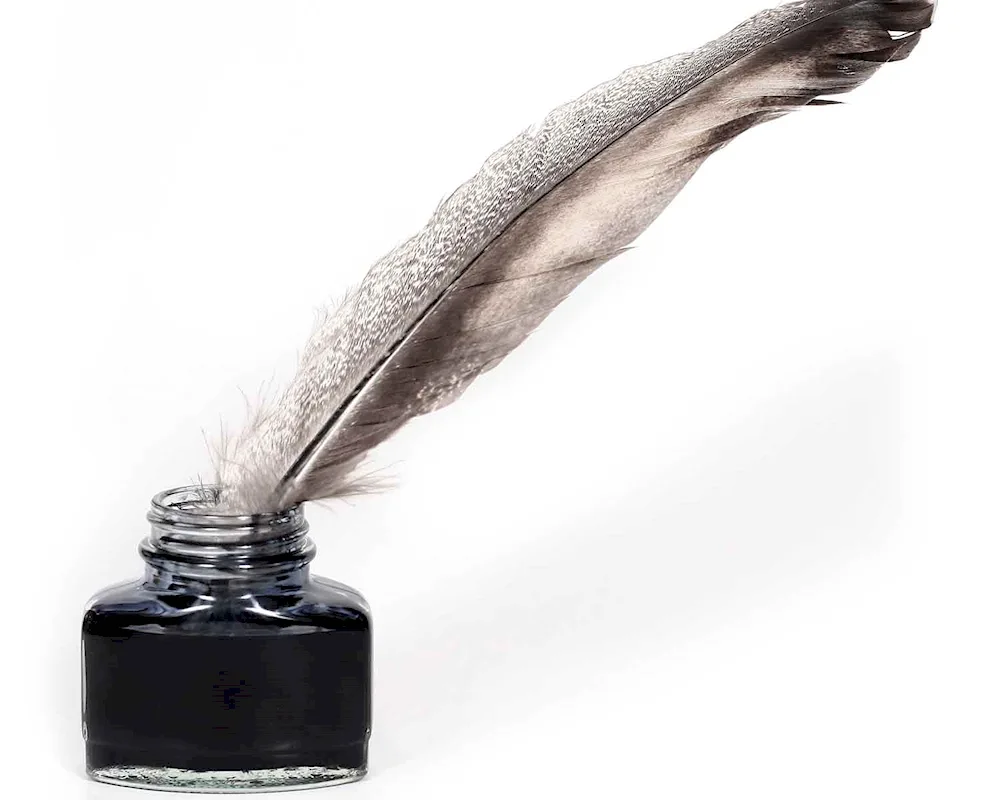 Bird feathers