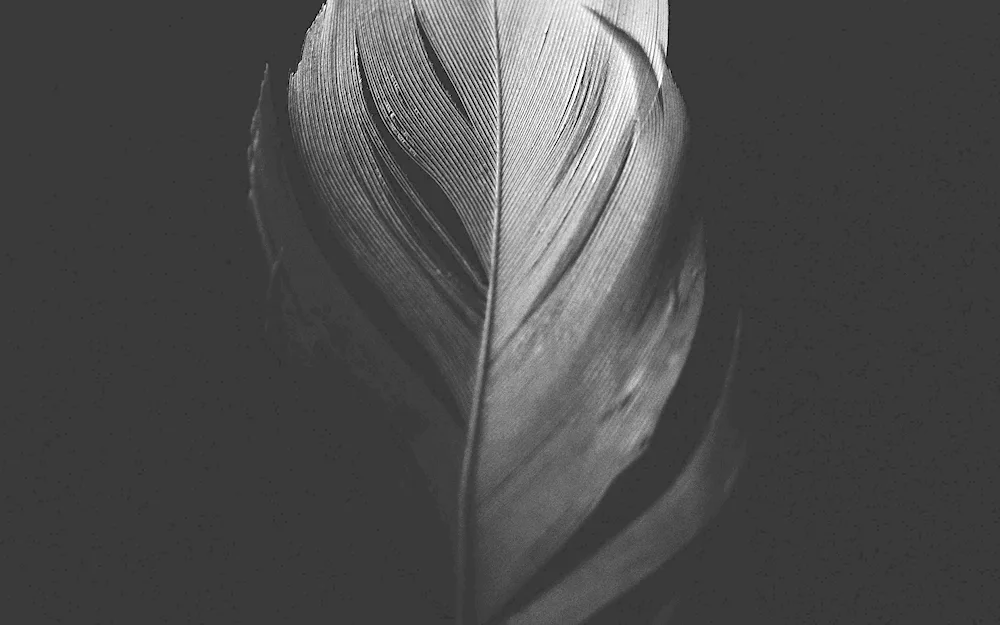 Brown feathers