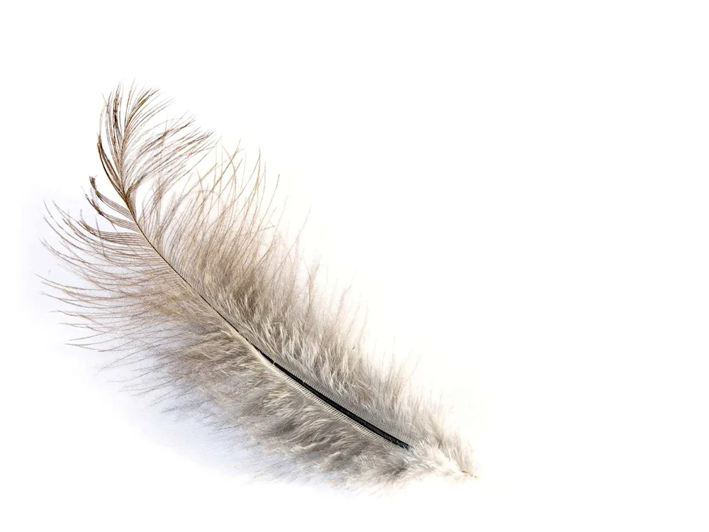 Bird feathers