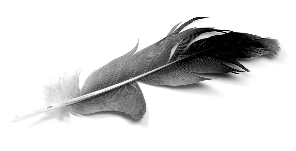 Poet and ink