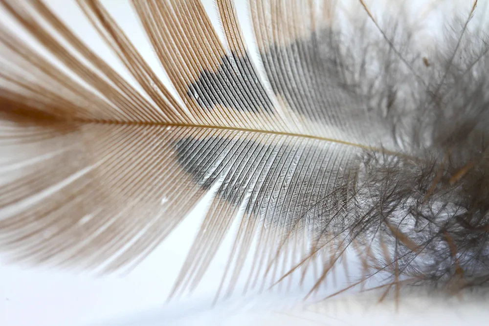 Crow feathers under a microscope.
