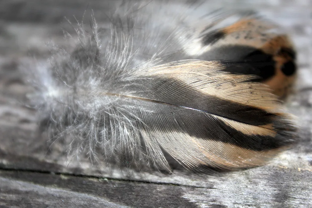 Bird feathers