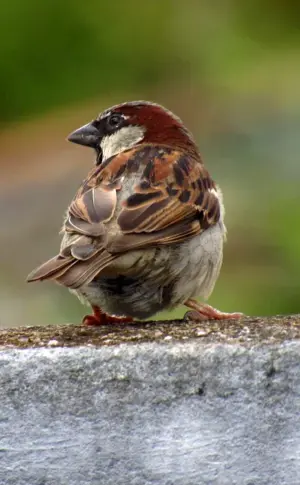 Sparrow feather