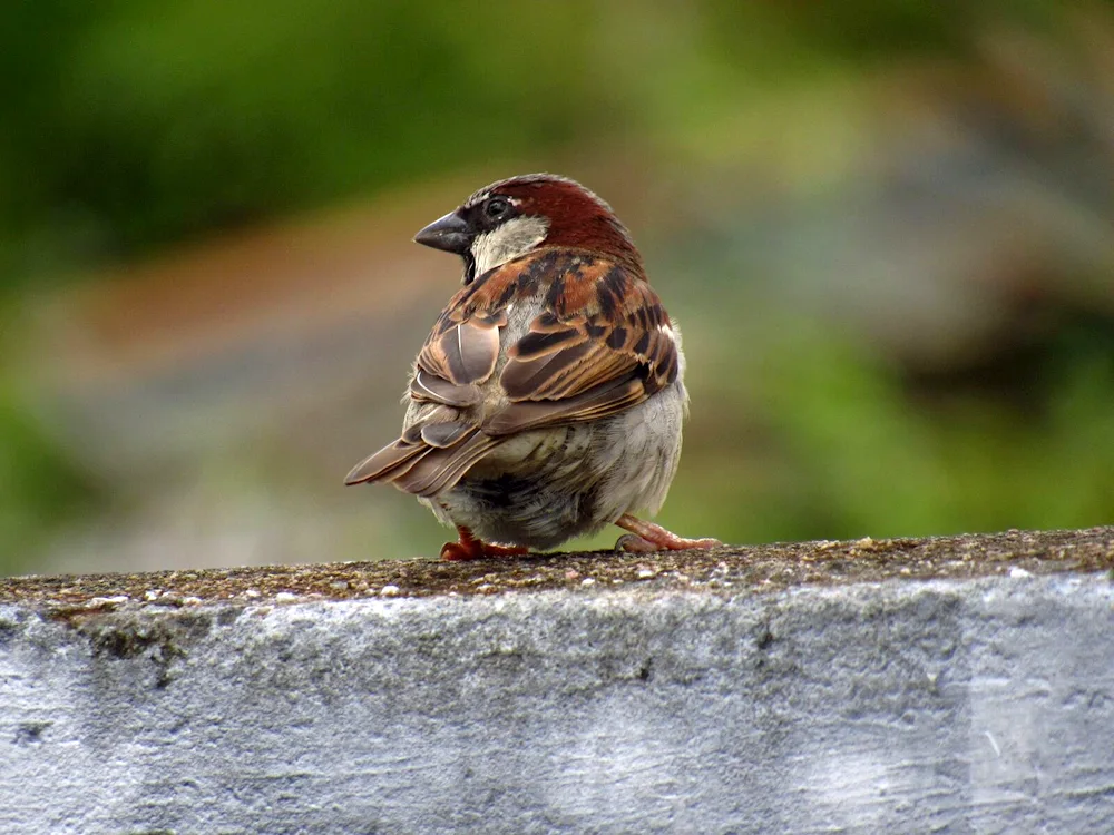 Sparrow feather