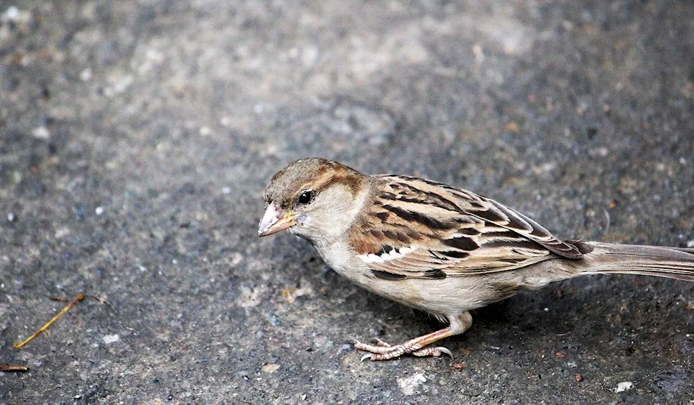 Field birds