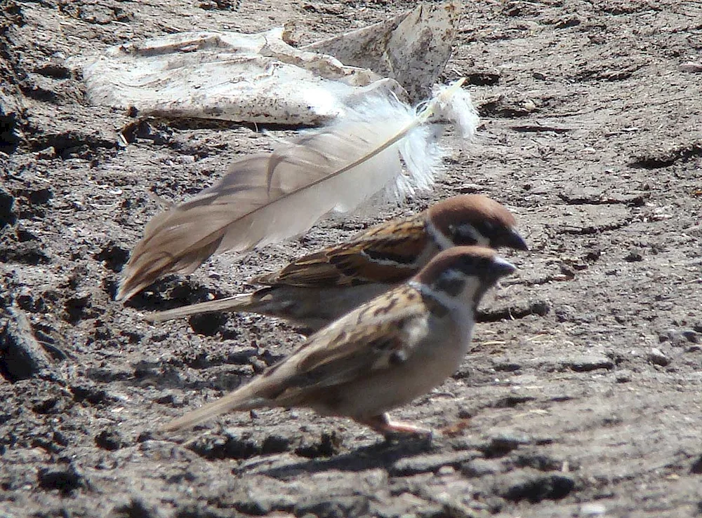 Bird feathers