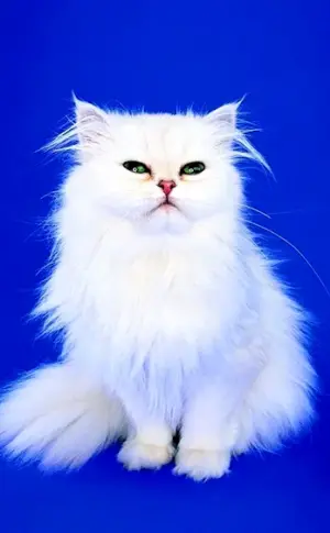 Persian angora cat