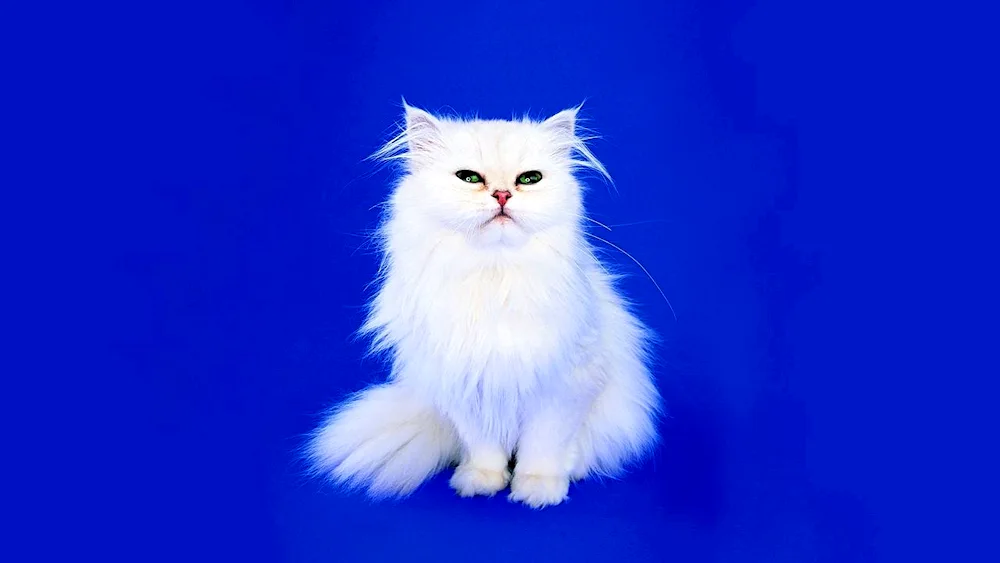 Persian angora cat