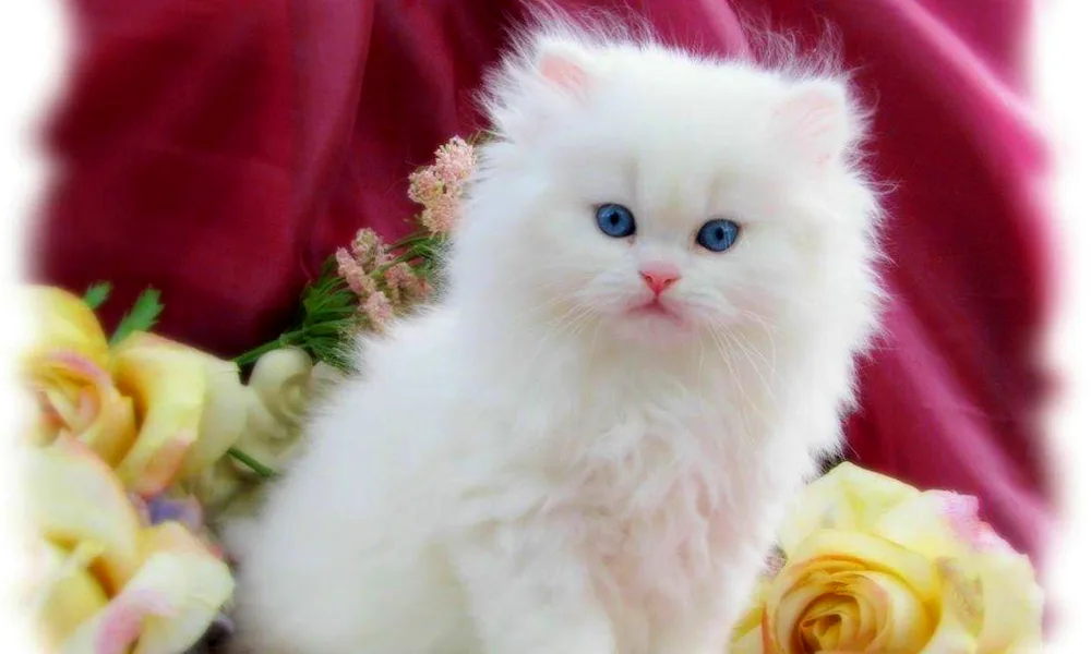 Persian angora bicolour cat