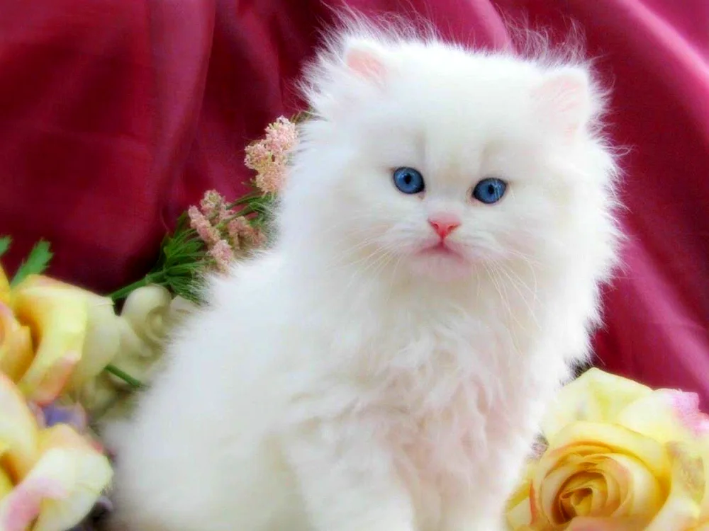 Persian angora cat