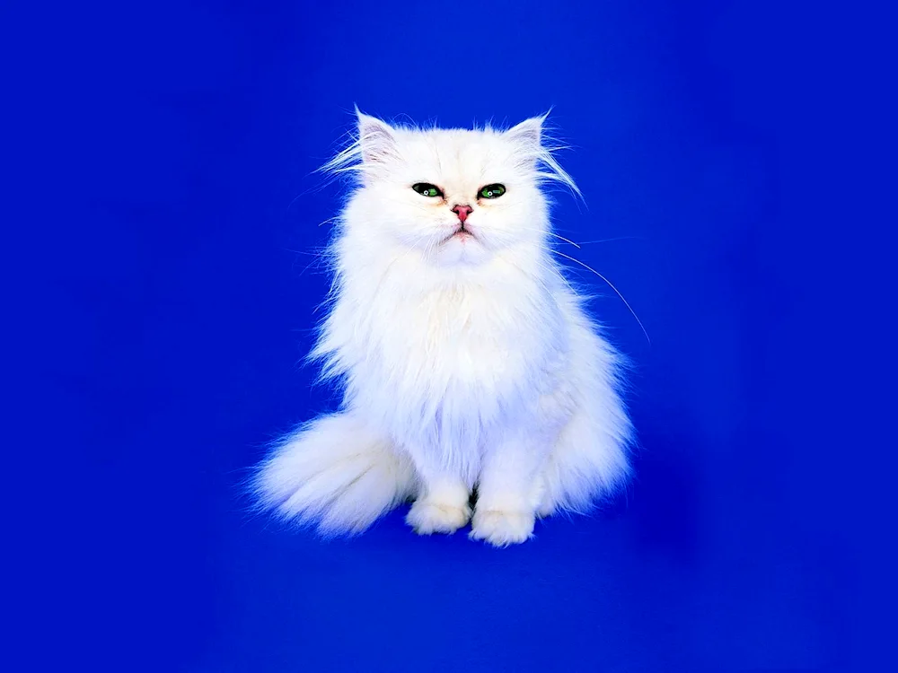 Himalayan white cat