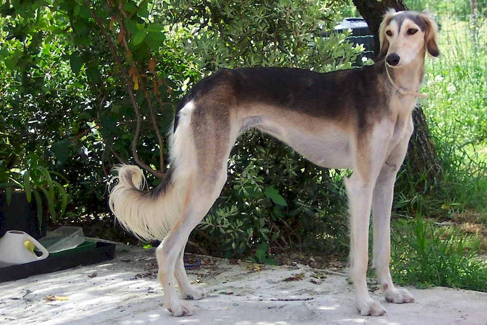 Persian greyhound saluki