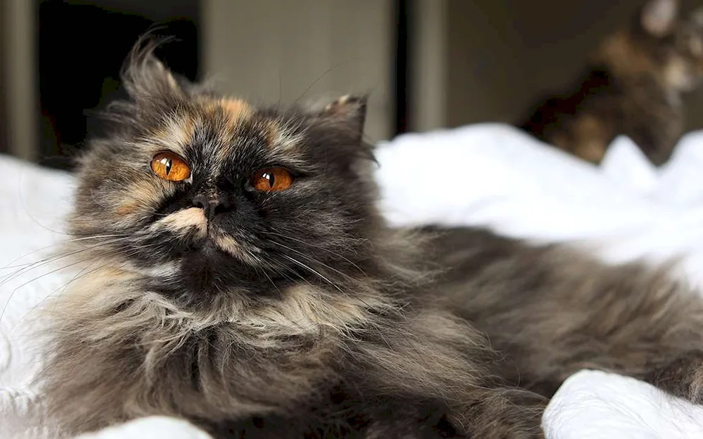 Persian longhaired chinchilla cat