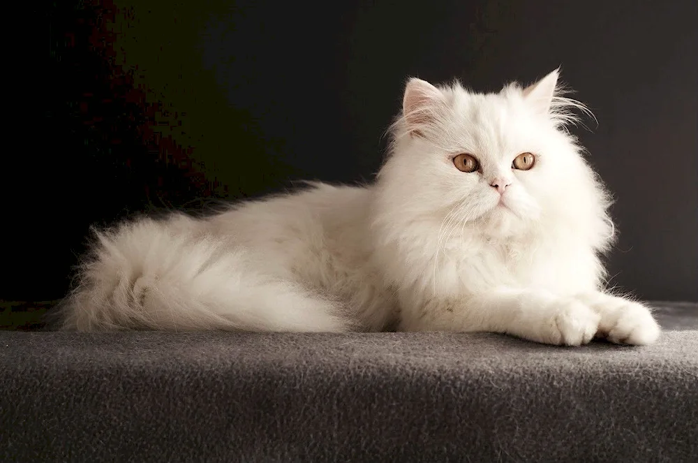 Persian longhair cat