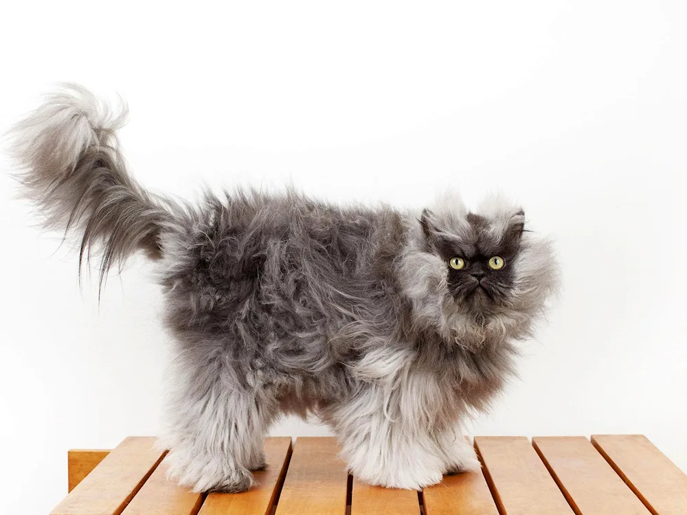 Maine Coon smoky