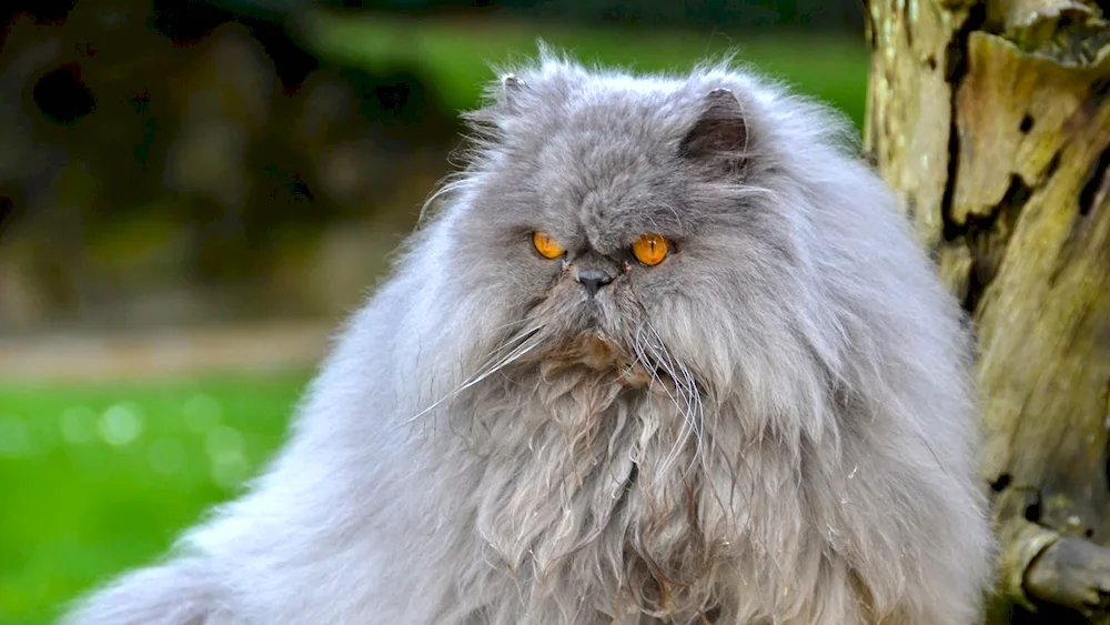 Persian long-haired chinchilla