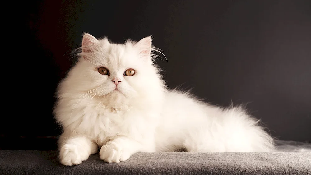 White angora cat