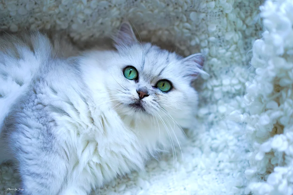 British Golden chinchilla cat