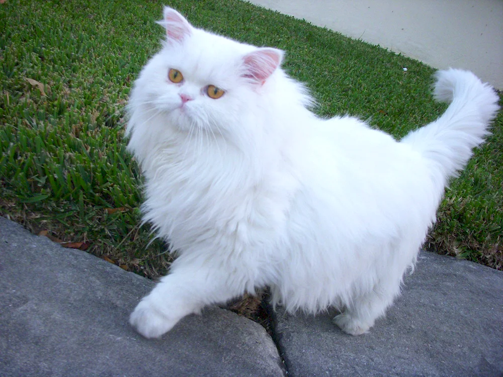 Persian chinchilla cameo cat