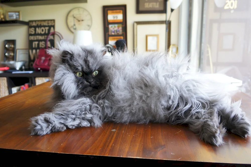 Persian long-haired cat Juno