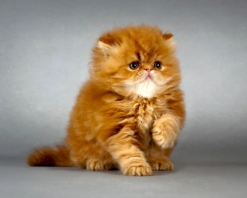 Long-haired Persian cat red