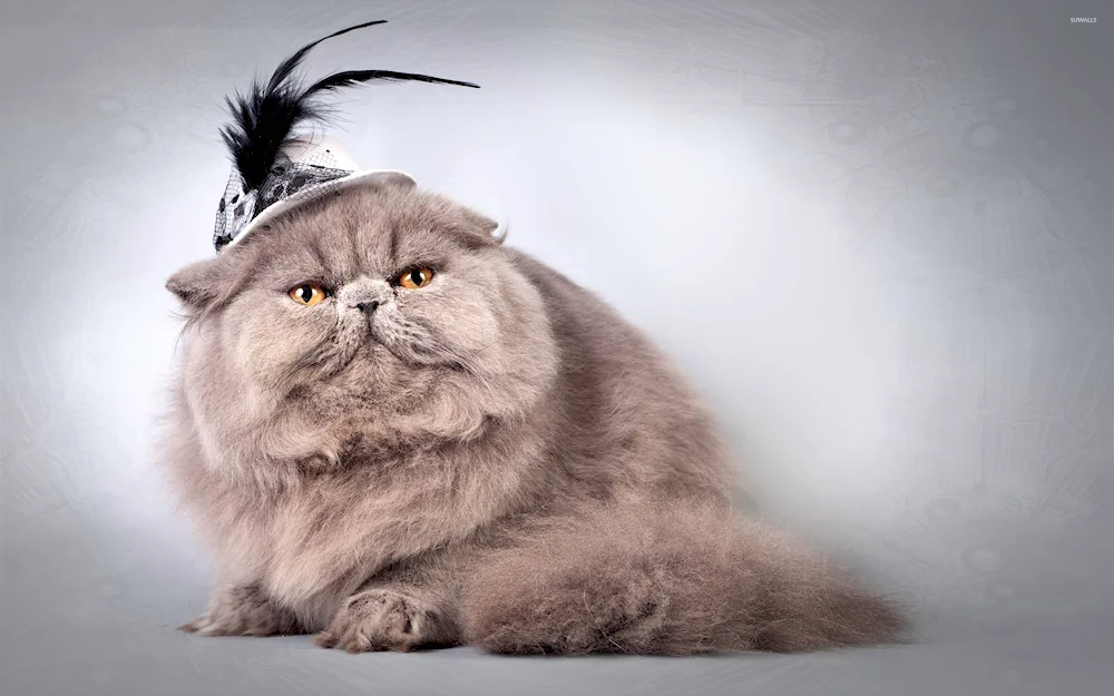 Persian long-haired chinchilla cat