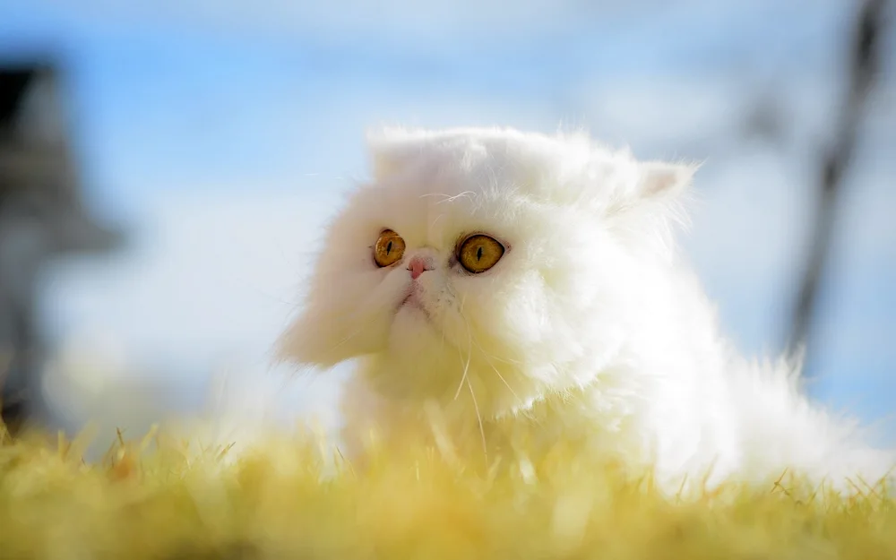 Persian cat