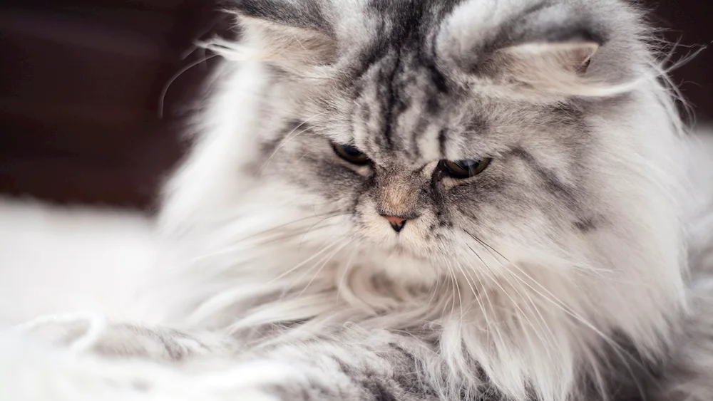 Persian Siberian long-haired black