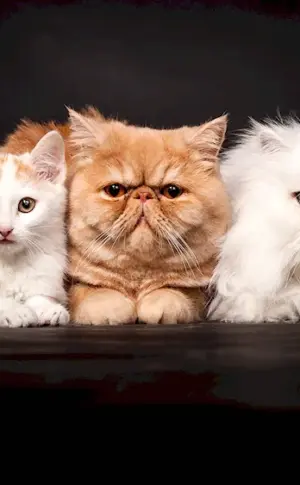 Persian cat