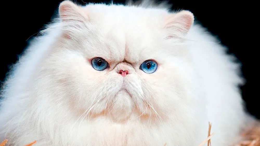 Persian cat