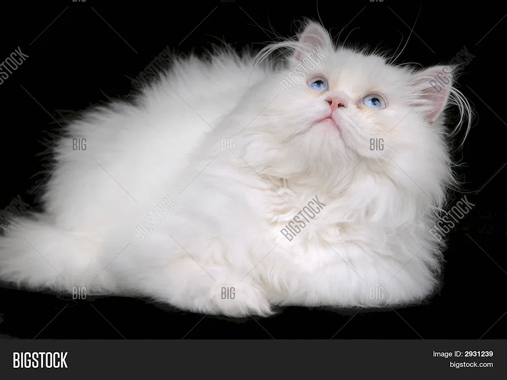 Persian white cat