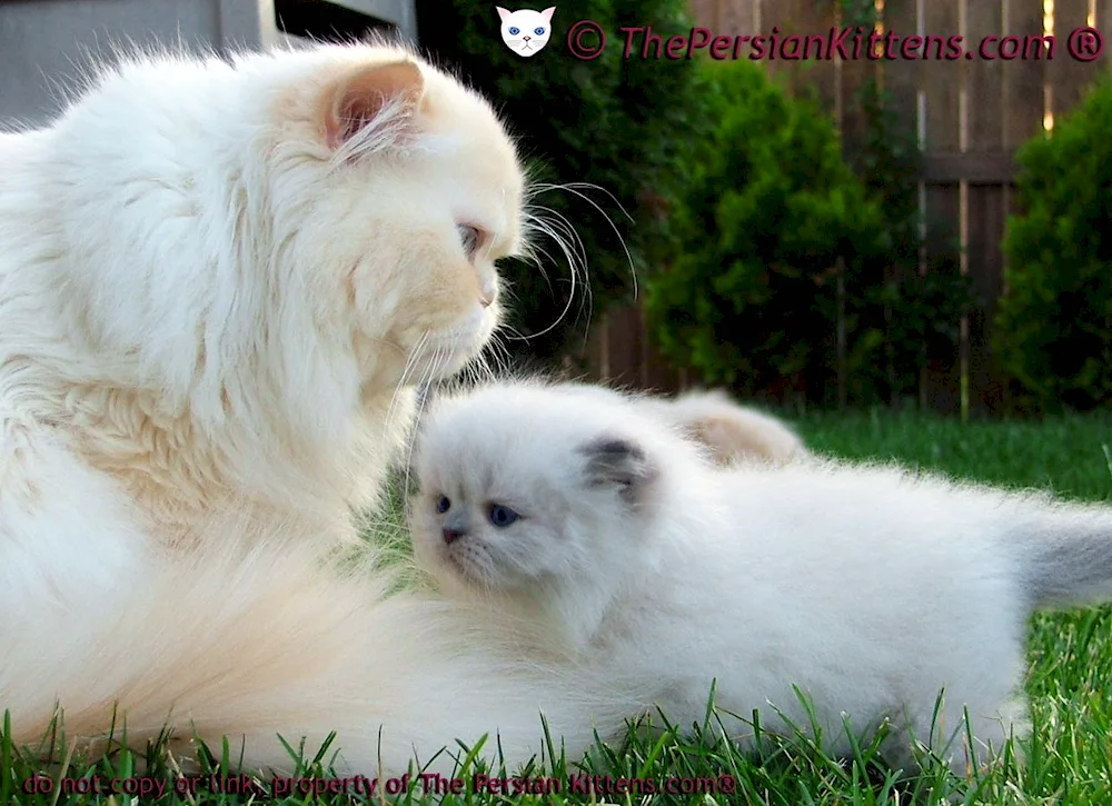 Persian chinchilla cat