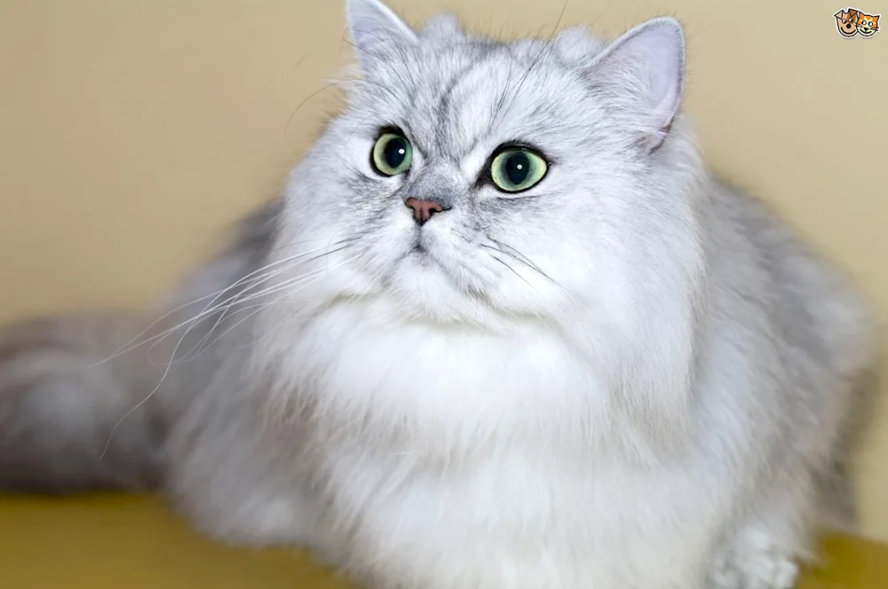 British Golden chinchilla long hair cat. Chinchilla long-haired