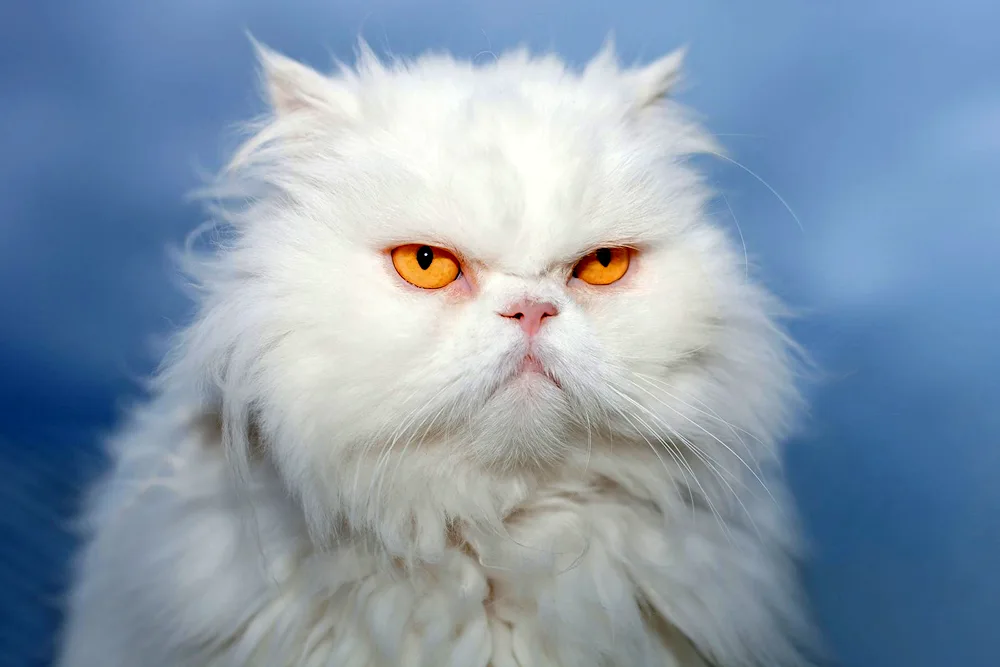 Persian white cat