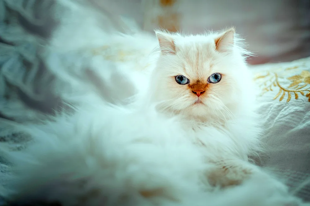 White chinchilla cat