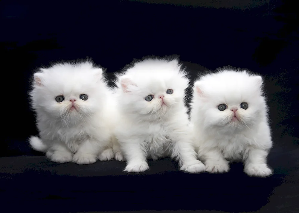 Persian and Angora cats