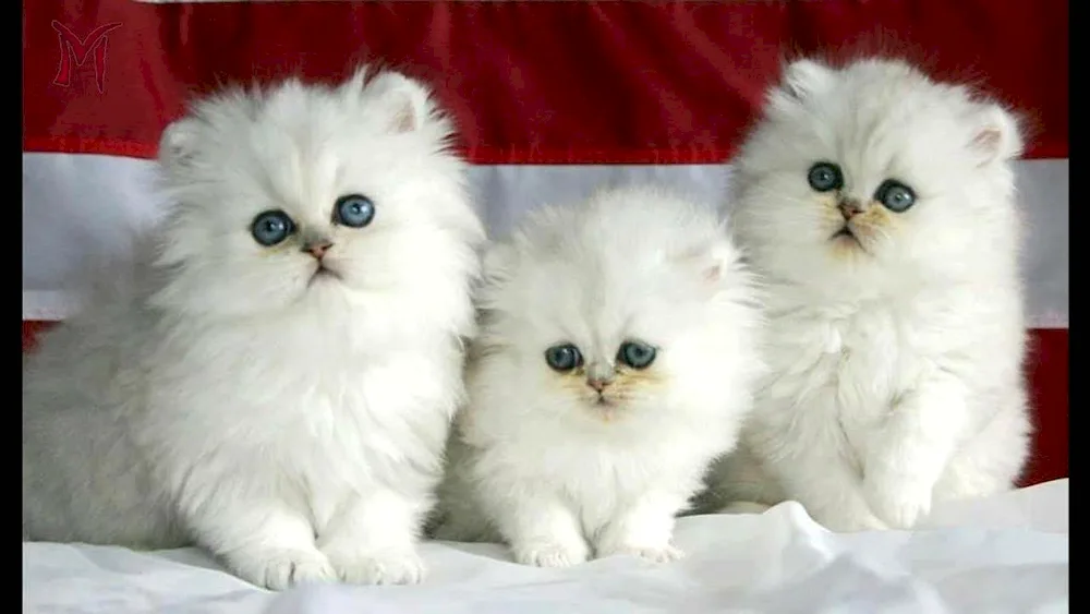 Persian cat